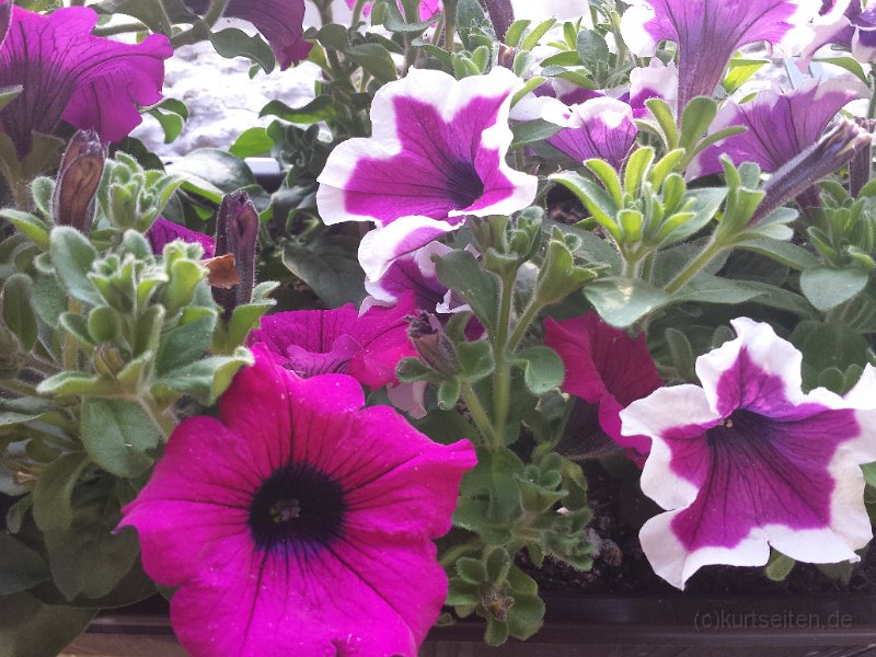 2015-05-30 19.31.23.jpg